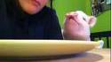 Un cochon domestique a faim