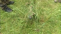 Sniper camouflé