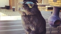 Hype Bunny