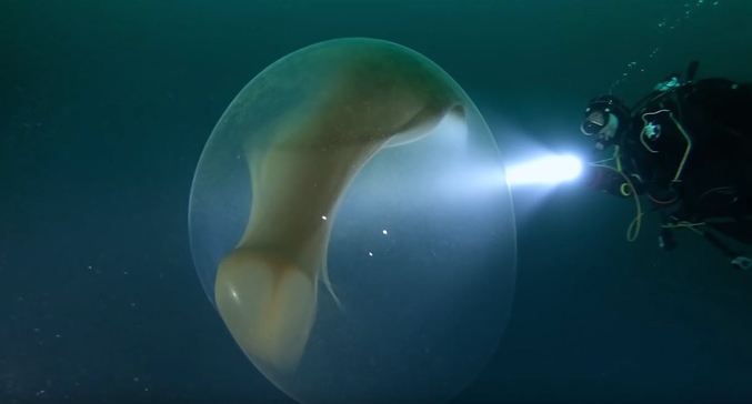 En Norvège, dans les eaux d'un fjord, des plongeurs sont tombés sur un œuf de calmar géant.