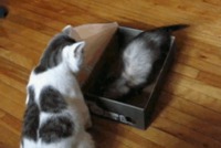 Boîte à chaussures