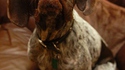 Chien bizarre