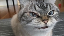 Chat compact