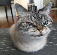 Chat compact