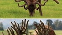 Cerf au niveau 99