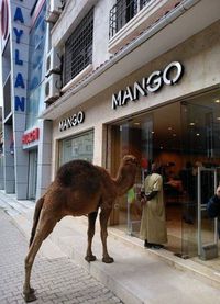 Il fait les courses avec son dromadaire