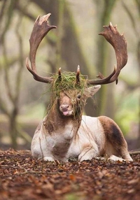 L'art du camouflage