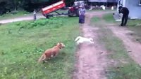 Comme chien et chat 16