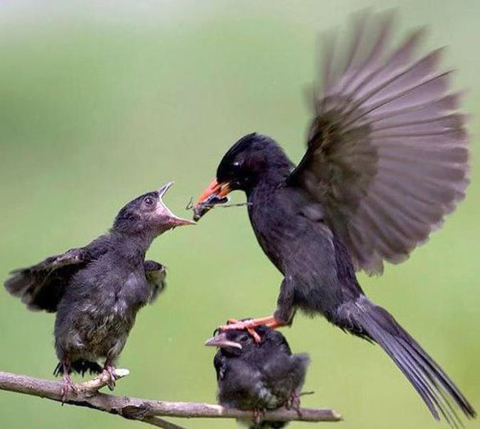 Un oiseau sert de stabilisateur à sa mère.