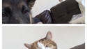 Comme chien et chat 33