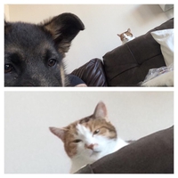 Comme chien et chat 33