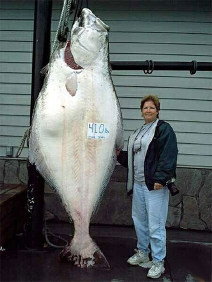 Un énorme poisson plat en trophée