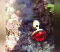Découvrir un trésor de pirates 
