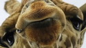 Salut!