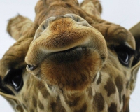 Salut!