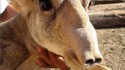 Connaissez-vous l’antilope Saîga ?