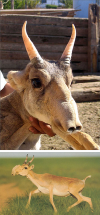 Connaissez-vous l’antilope Saîga ?