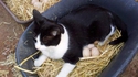 Un chat ovipare