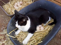 Un chat ovipare