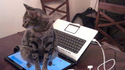 Un chat et un ordinateur