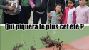 qui piquera les plus cet été ? 