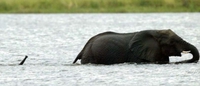 Eléphants mère et fils