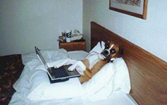 Un chien geek qui fait de l'ordinateur au lit.