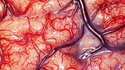 A quoi ressemble vraiment la surface du cerveau humain