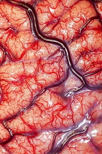 A quoi ressemble vraiment la surface du cerveau humain