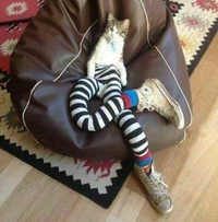 Un chat qui n'est pas court sur pattes