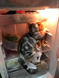 il fait chaud dans ce frigo !