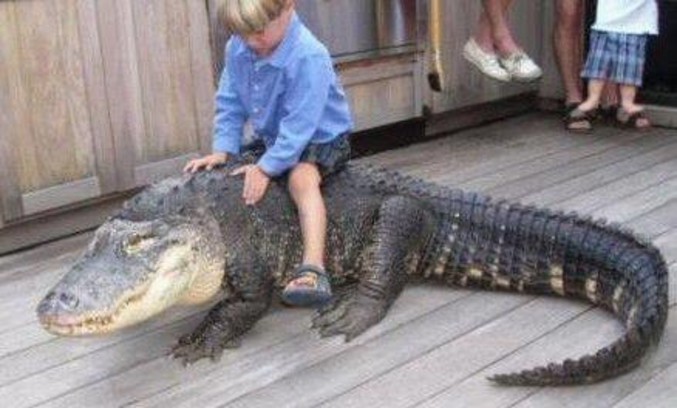 Un enfant qui monte un crocodile.