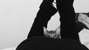 Cat's face