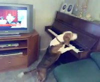 Chien au piano
