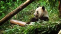 Un panda