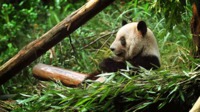 Un panda