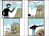 Comment tuer un morse ?