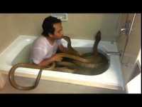 Prendre son bain avec des cobras