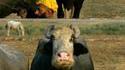 Vache pas contente