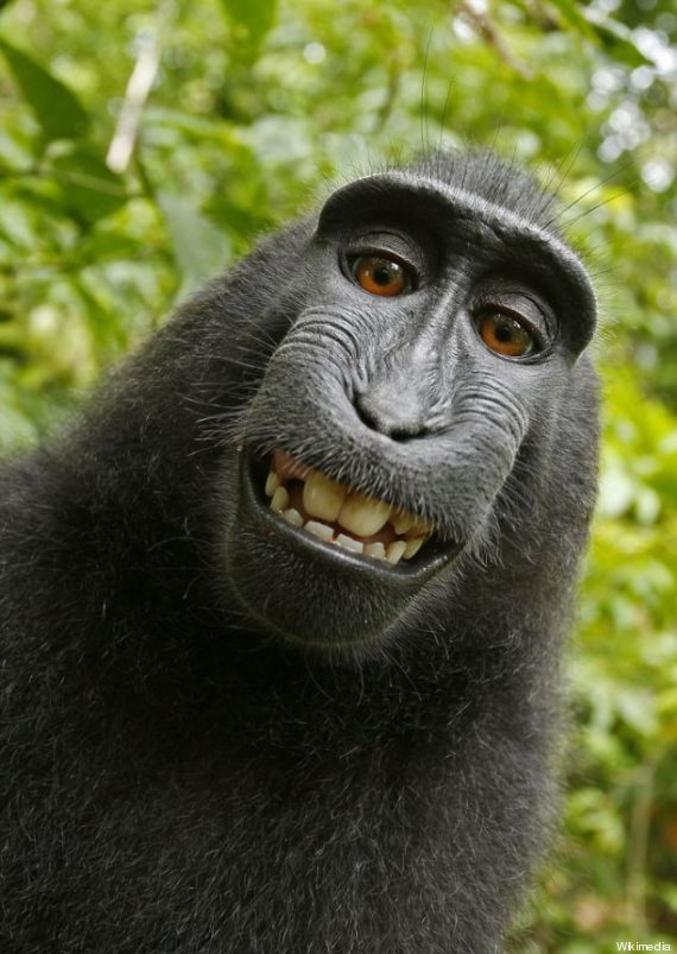 L’encyclopédie en ligne Wikipedia refuse de retirer une photo de selfie de singe, car il estime que comme l'auteur est le singe... lui seul peut en demander le retrait.
Plus de détails ici : http://www.huffingtonpost.fr/2014/08/06/photo-singe-wikipedia-selfie_n_5655425.html
