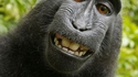 Selfie de singe