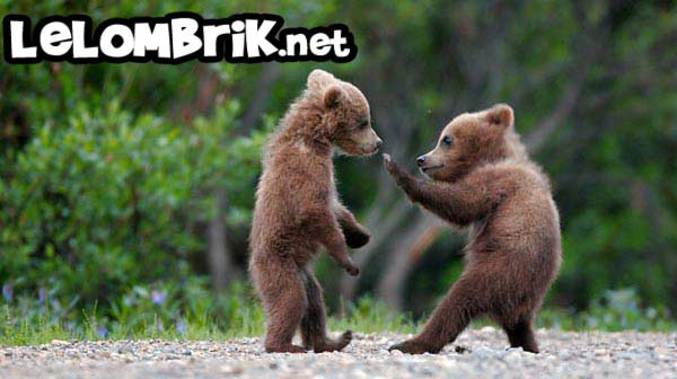 Deux oursons ninjas en plein combat.