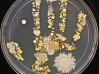 Le pétri d'une main