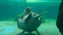 Une tortue ninja.