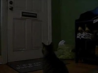 Les chats aiment le courrier aussi