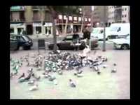 Espagne - La lutte contre les pigeons