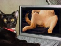 Un chat devant du porno