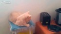 L'attaque des toasts