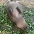 Capybara