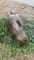 Capybara